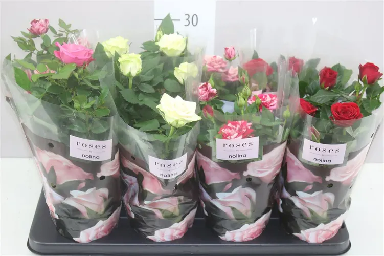 Rosa Patio Gemengd črepník 13 cm