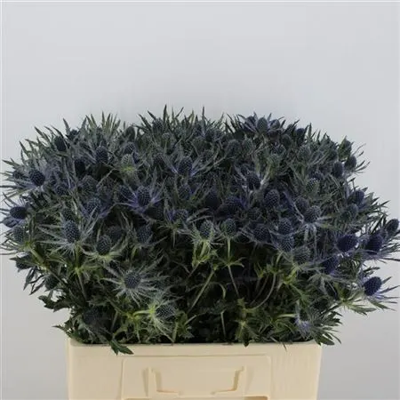 Eryngium Blue Lagoon 60 cm