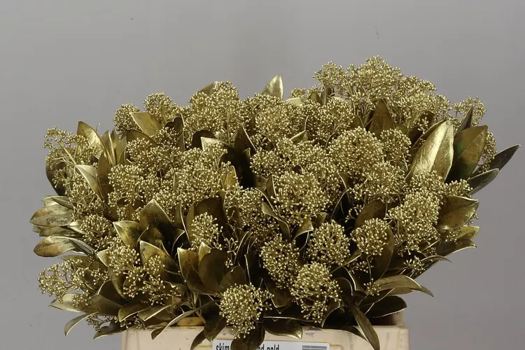 Skimmia farbená Gold 45 cm
