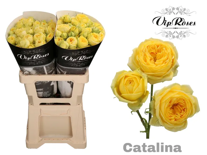 R Tr Catalina 60 cm