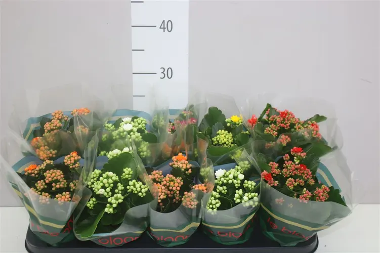 Kalanchoe Calandiva mix črepník 10,5 cm