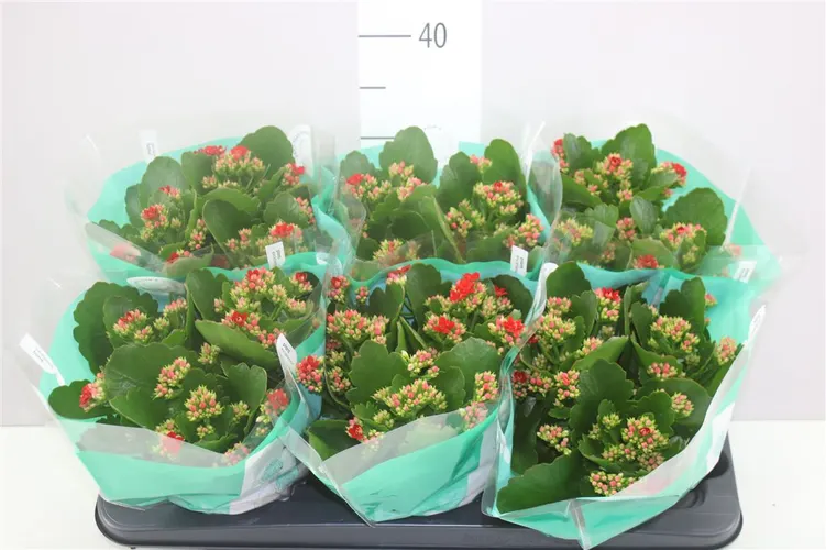 Kalanchoe Rosalina Rood A2 črepník 15 cm