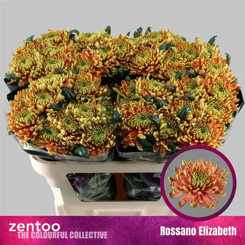 Chr G Rossano Elizabeth 70 cm
