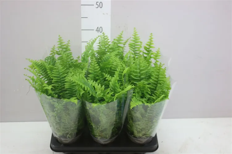 Nephrolepis Ex Vitale črepník 13 cm