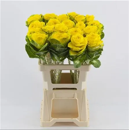 Brassica Painted Yellow Glitter 60 cm