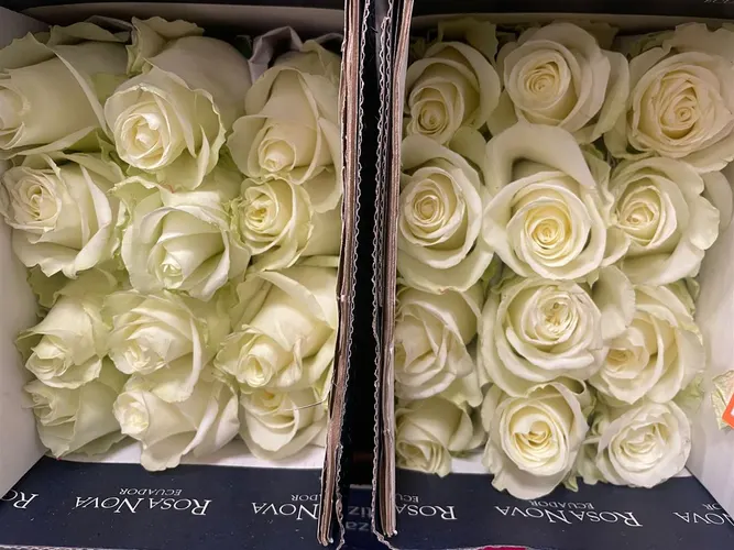Rosa Gr Ec Miss White 60 cm