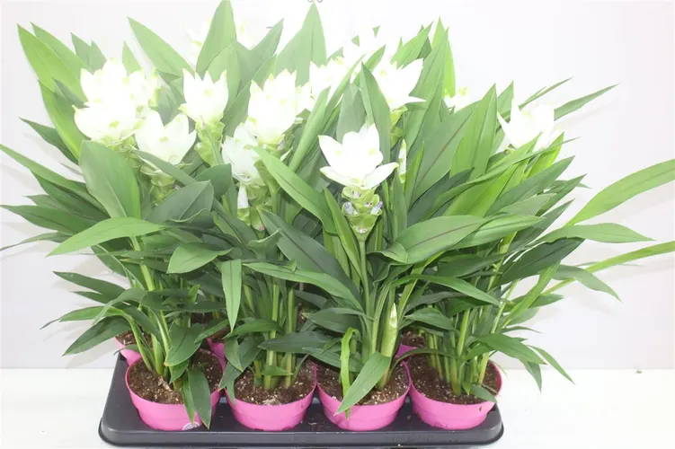 Curcuma Siam Sisto črepník 14 cm