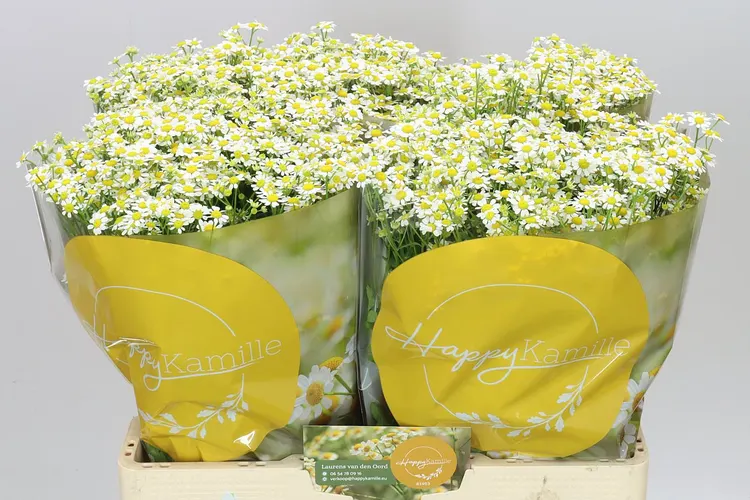 Tanacetum Single Vegmo 60 cm