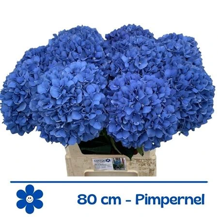 Hortenzia Pimpernel 80 cm