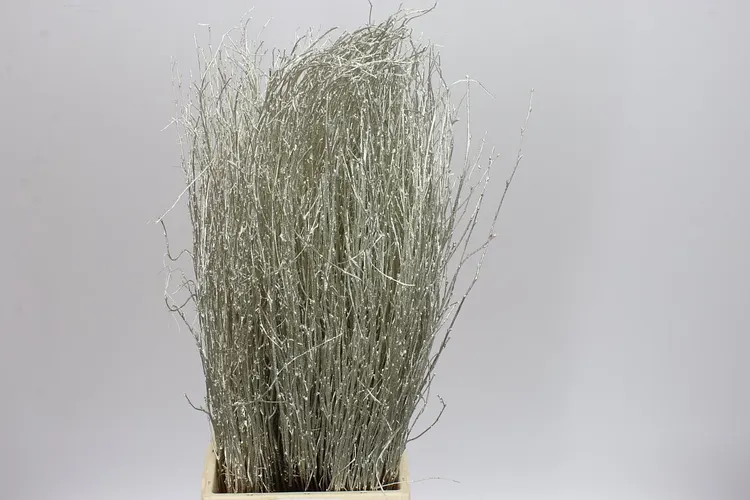 Breza Platina 70 cm