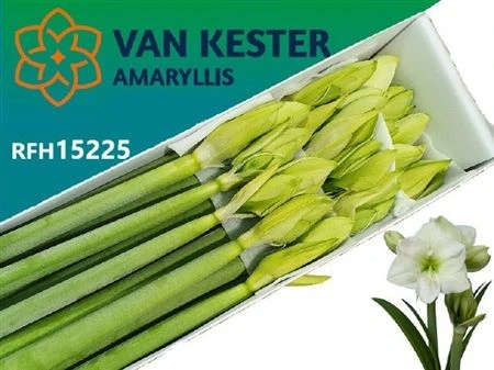 Amarylis White Sensation 75 cm