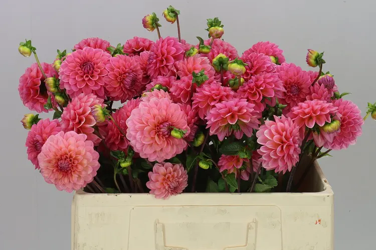 Dahlia Doris Duke 50 cm
