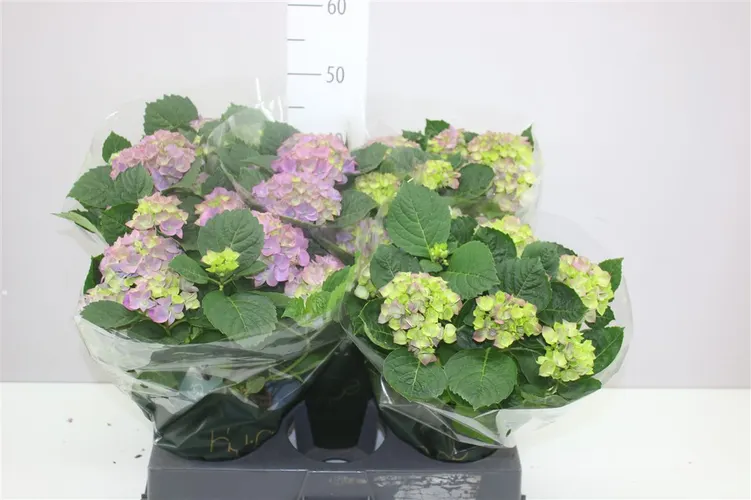 Hortenzia črepníková Hi Canal Blue 7+ črepník 14 cm