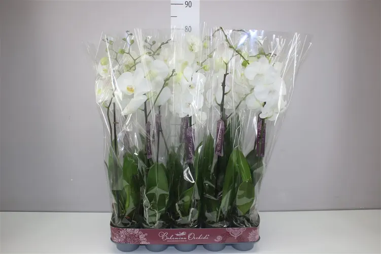 Orchidea Phalaenopsis biela 9+, 1 výhon črepník 12 cm
