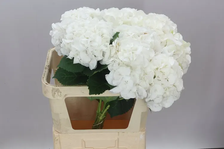 Hortenzia Princes White 80 cm