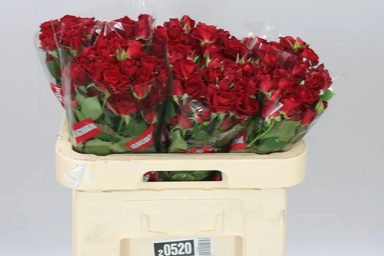 Rosa Tr Dominica 60 cm