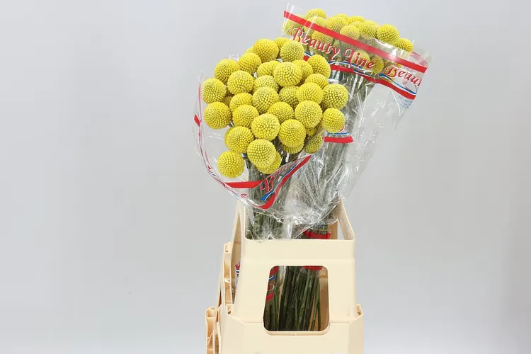Craspedia Big Yellow 65 cm