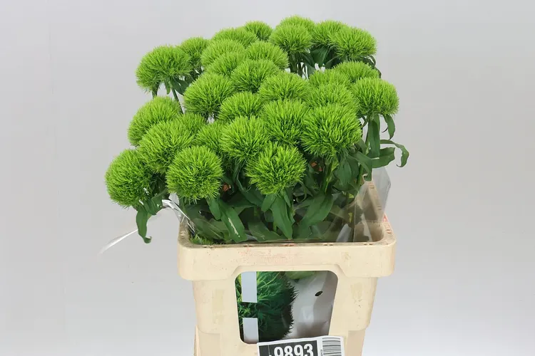 Di Bar Kiwi Mellow 60 cm