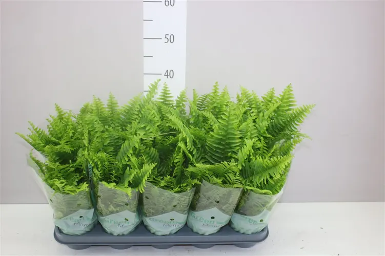 Nephrolepis Green Moment črepník 12 cm