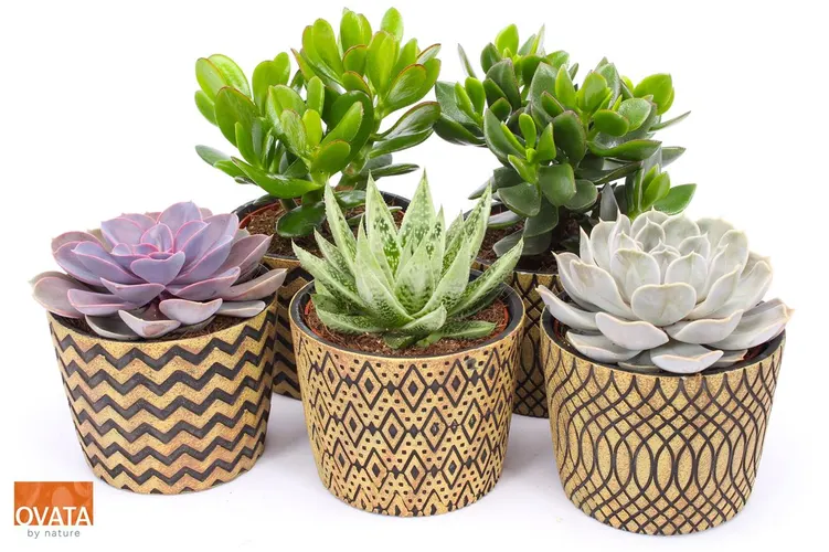 Succulenten Gemengd In Cancun črepník 14 cm