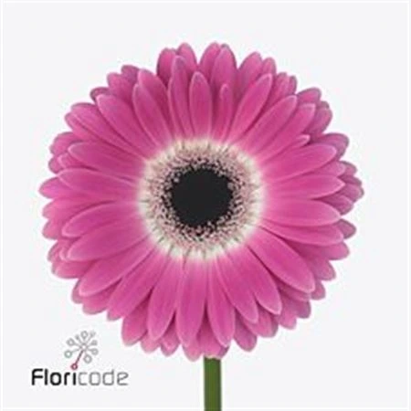 Gerbera Cubanita 45 cm