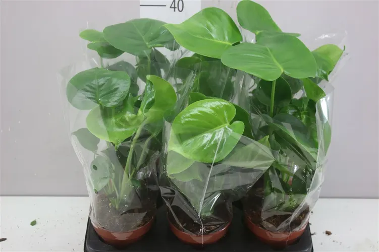 Monstera Deliciosa črepník 12 cm