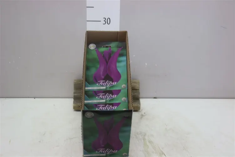 Bol Tulp Lilyflowering Purple Dream X7