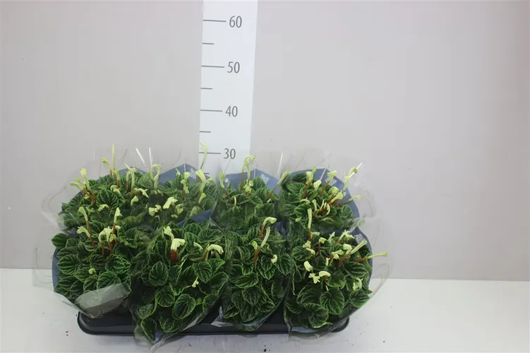 Peperomia Cap Lilian črepník 12 cm