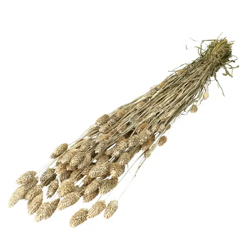 Sušený kvet Phalaris biela 70 cm