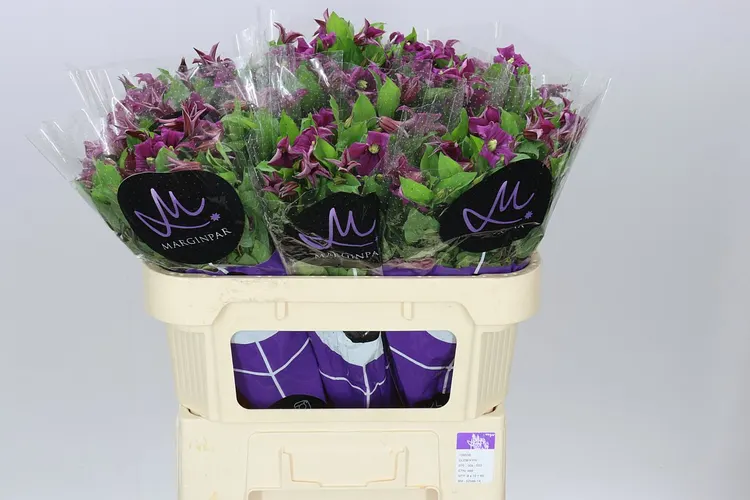 Clematis / Plamienky (hlavný sklad)