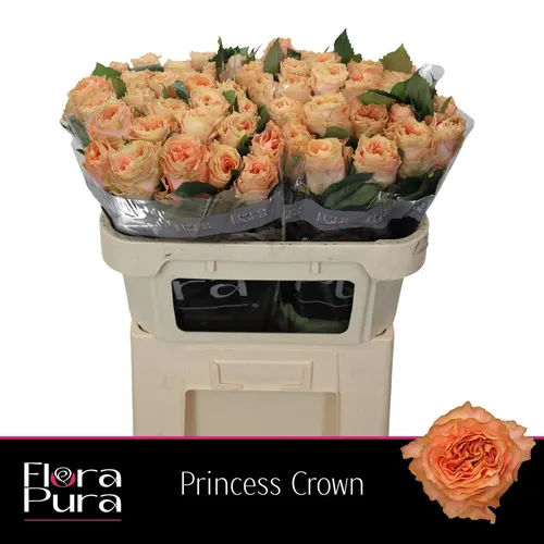 Rosa Gr Princess Crown 70 cm
