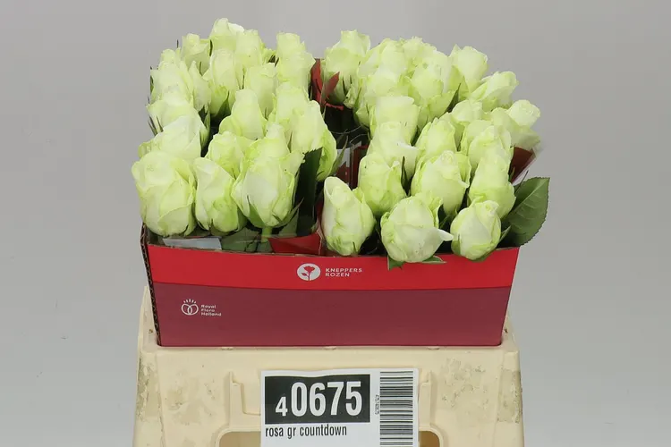 Rosa Gr Countdown 40 cm