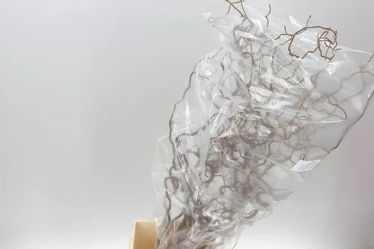 Corylus 90 cm