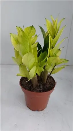 Zamioculcas Variegata Chameleon črepník 12 cm