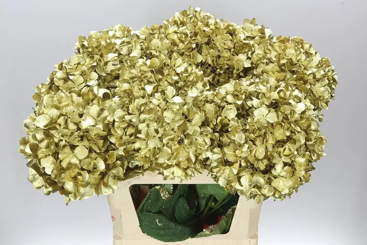 Hydr Painted Gold 80 cm