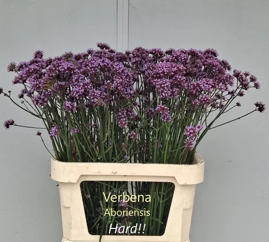 Verbena Has Pink Spires 85 cm