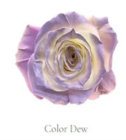 Rosa Gr Ec Tinted Color Dew 50 cm