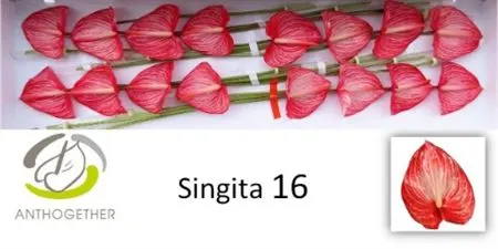 Anth Singita