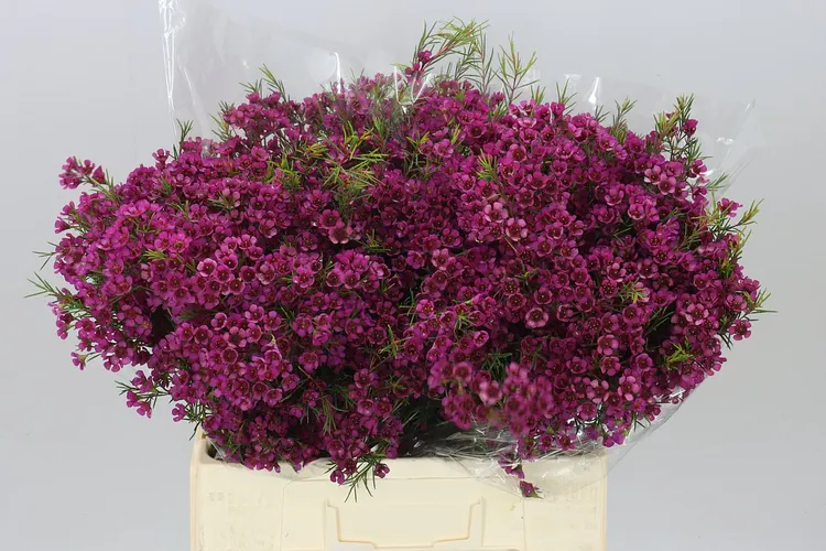Voskovka Eden 60 cm