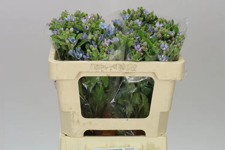 Oxypetalum Coeruleum 50 cm