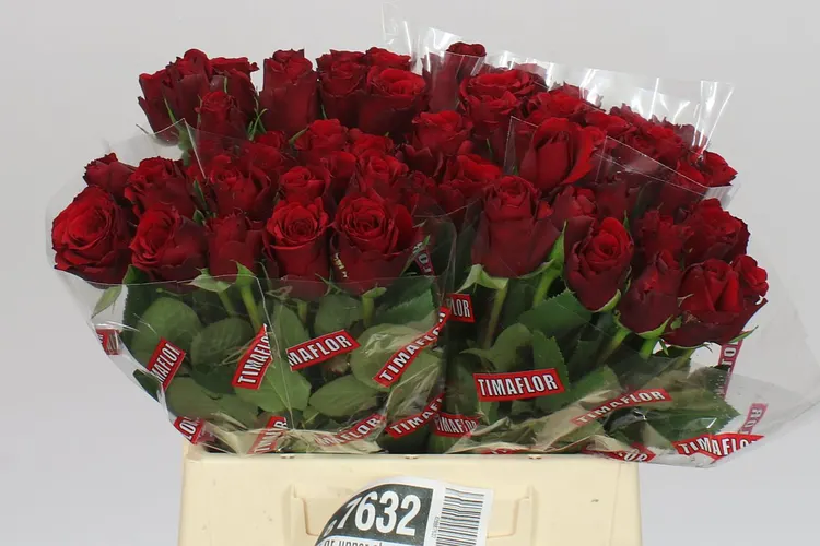 Rosa Gr Upper Class 40 cm