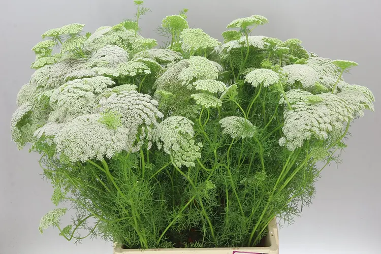 Ammi Vi Casablanca 75 cm