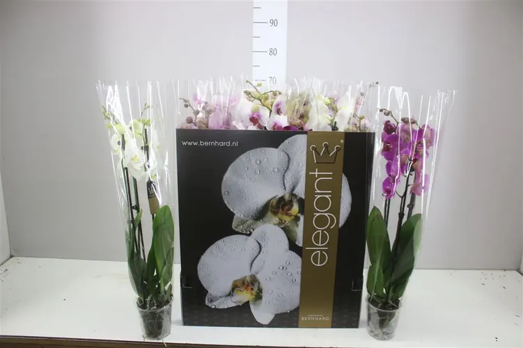 Orchidea Phalaenopsis mix, 3 výhony črepník 12 cm