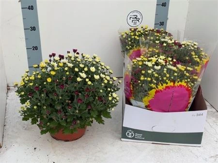 Chryzantéma črepníková Carnaval v miske črepník 23 cm