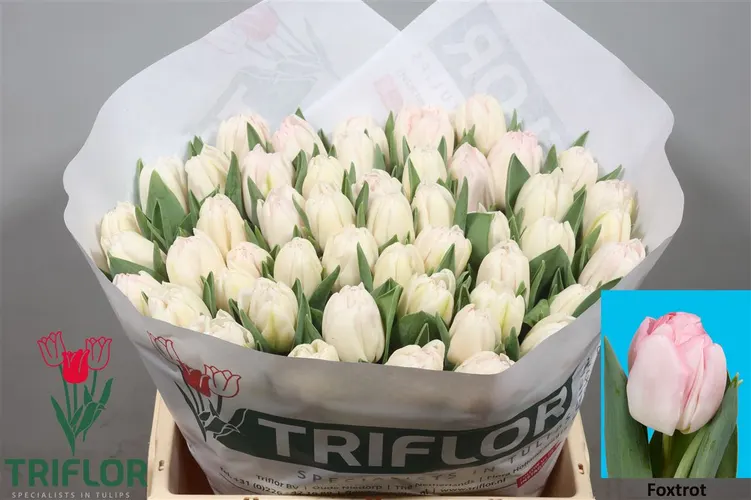 Tulipán plnokvetý Foxtrot 36 cm