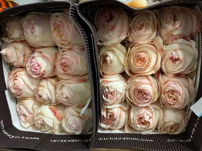 Rosa Gr Ec Cream X- Pression 60 cm