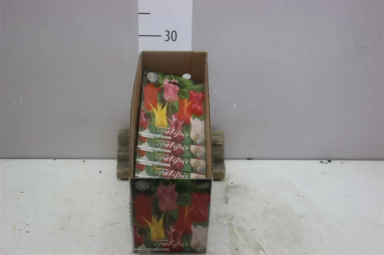 Bol Tulp Lilyflowering mix X7