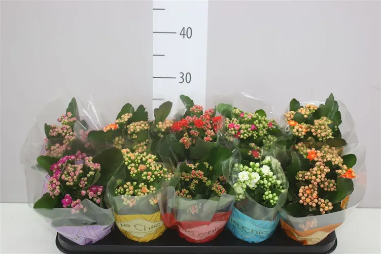 Kalanchoe Rosalina mix črepník 10,5 cm