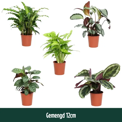 Calathea Gemengd črepník 12 cm