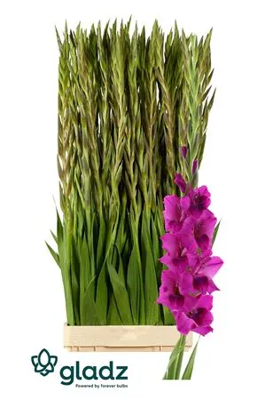Glad Mystic Magen 120 cm